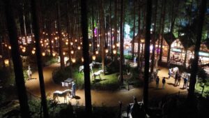 Harry Potter Forbidden Forest Austin