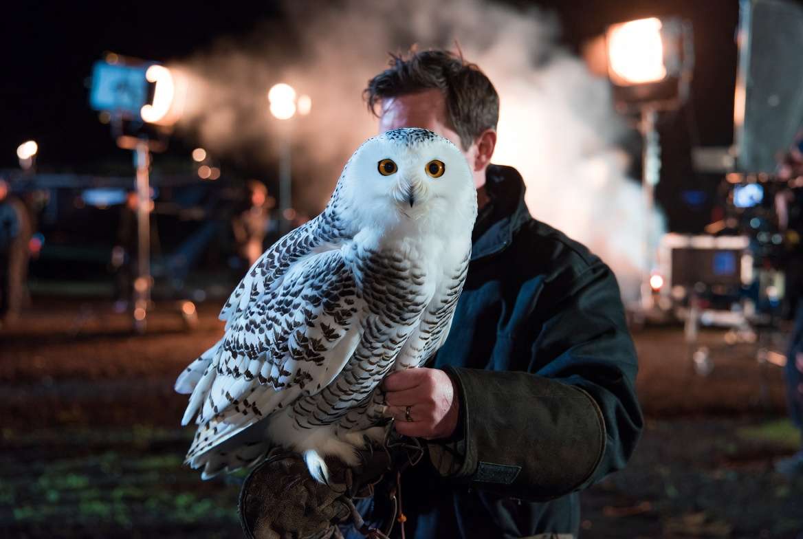 Behind the scenes Hedwig snowy owl in Harry Potter films