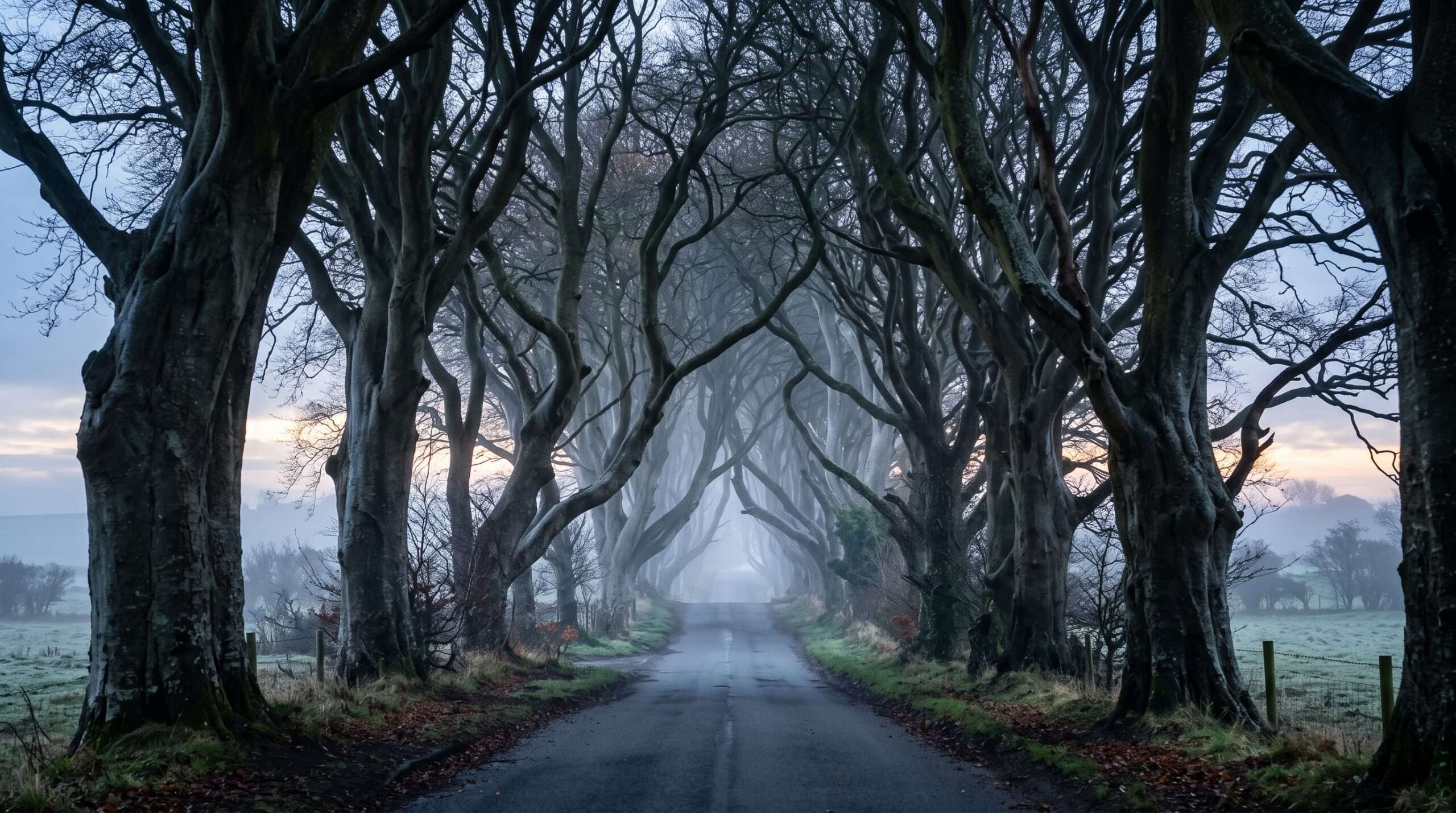 The Dark Hedges Northern Ireland Harry Potter Forbidden Forest lookalike.